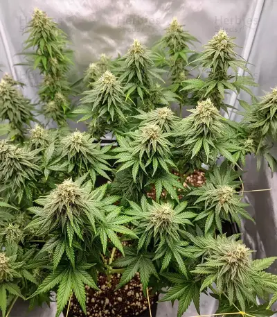 GMO Seeds