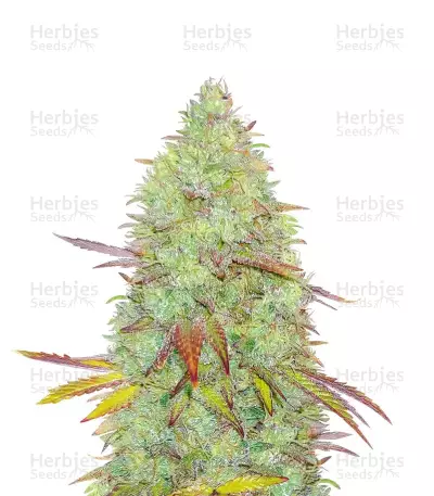 Indica Mix féminisée (Herbies Seeds)