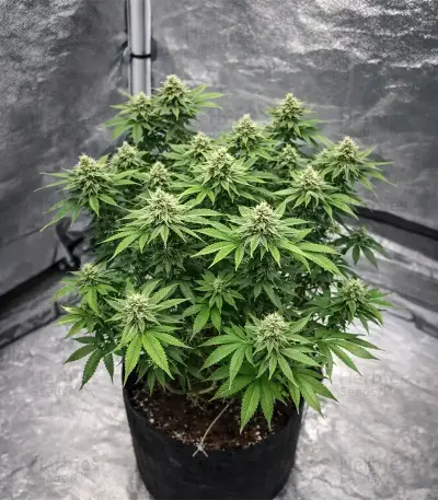 Graines féminisées de Insane OG (Barney's Farm)