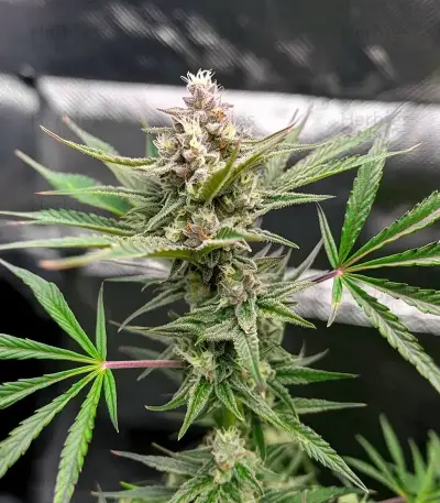 Lemon Cherry Gelato Seeds