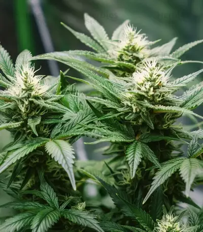 Mendocino Chanel Kush (Medical Seeds)