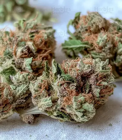 Milky Dreams Seeds
