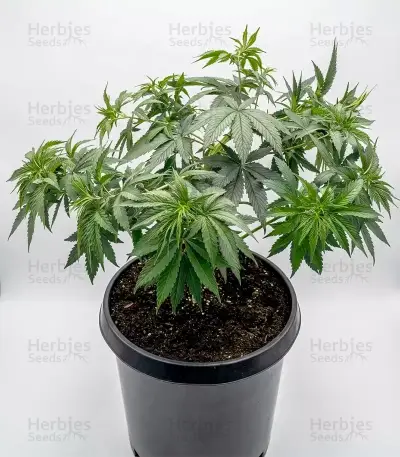 OG Kush Seeds