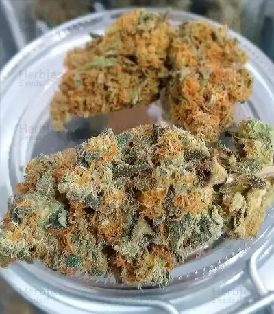 OG Kush Seeds