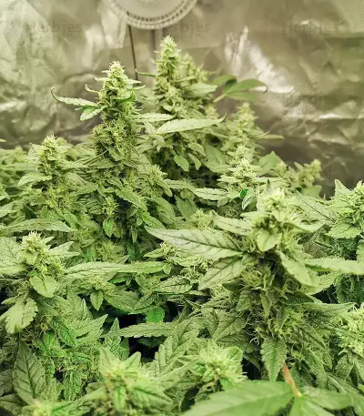Pineapple Gum feminized seeds