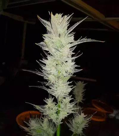 Skystomper 2.0 Auto (Mephisto Genetics)