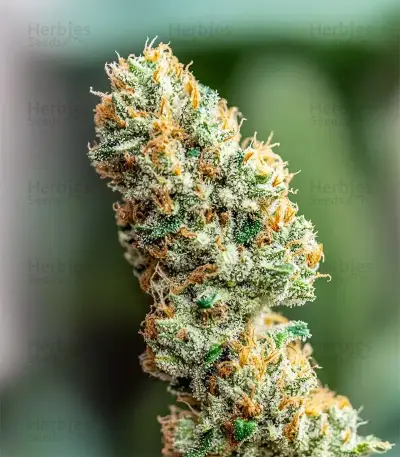 Strawberry AKeil (Serious Seeds)