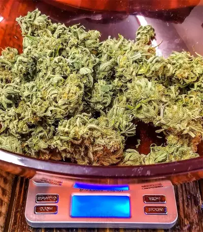 Super Critical Bud CBD Seeds