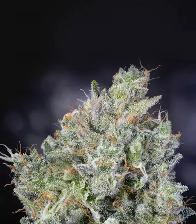 THC Bomb Seeds