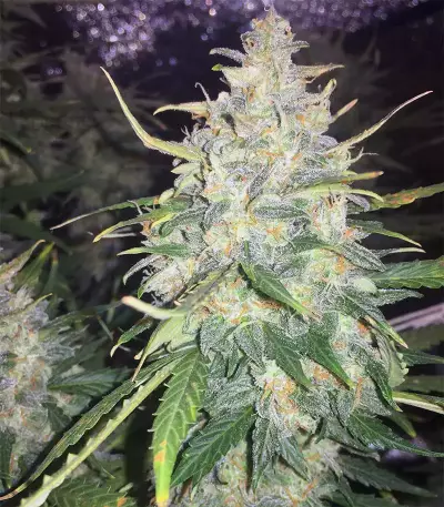 Semi femminizzati Trans Siberian Auto