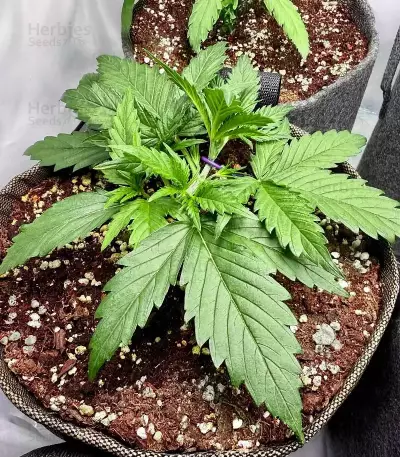 Graines féminisées de Vanilla Latte Autoflower (Humboldt Seed Company)