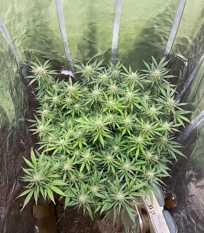 Super Silver Haze (Herbies Seeds)