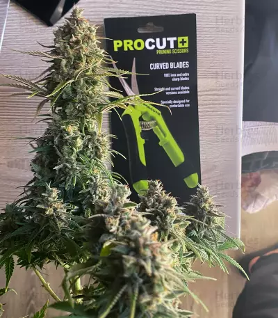 Super Silver Haze Seeds (Green House Seeds)