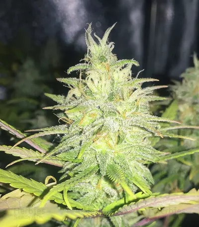 Unknown Kush Early Version (Delicious Seeds)