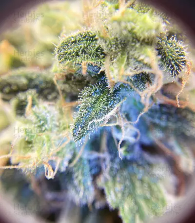 Zombie Death Fuck (BlimBurn Seeds)