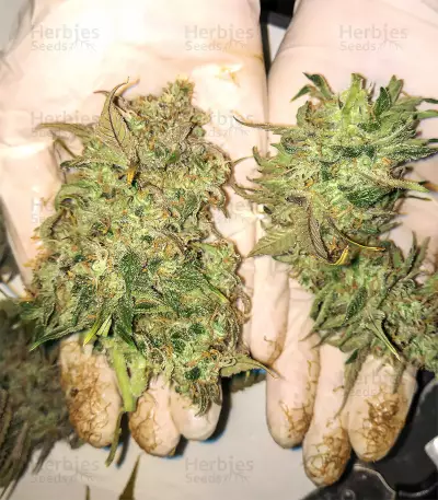 Semi di Tangerine Dream Auto fem