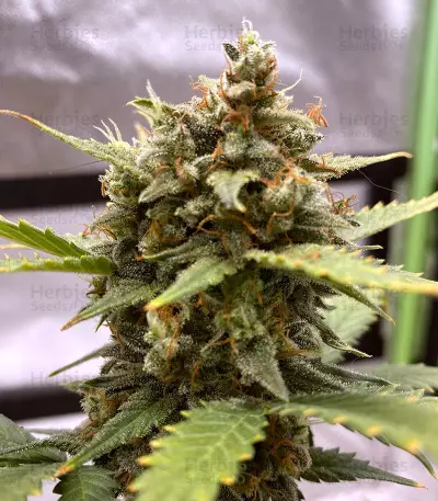 Original Auto Chemdawg Seeds