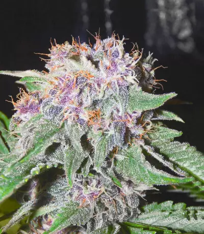 24 Carat Auto (Mephisto Genetics)