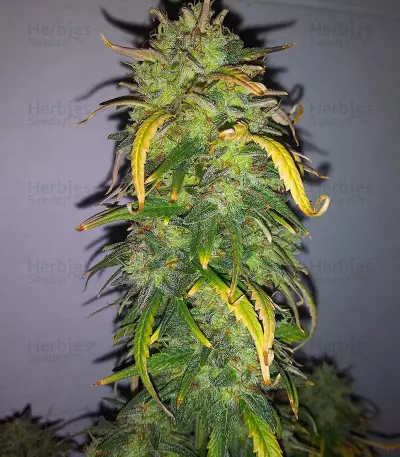 Original Auto AK Seeds