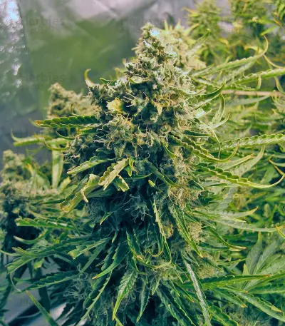 Think Different Auto Seeds feminized cannabis Auto Seeds