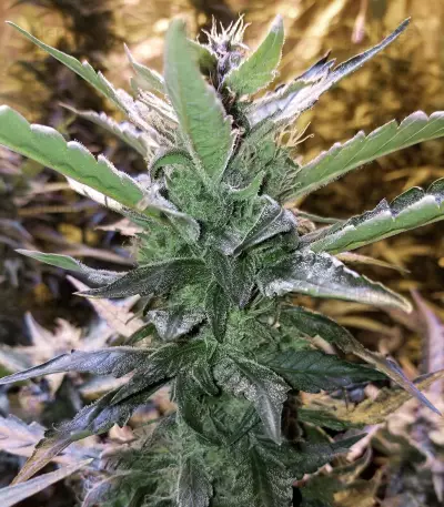 Mexican Airlines Auto (Fast Buds)