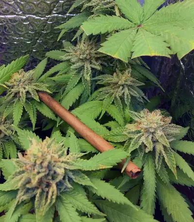 Auto Ghost OG Seeds