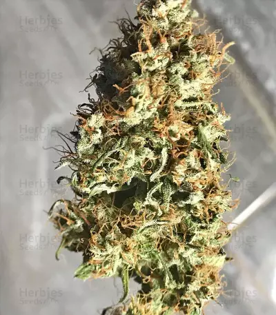 Berry Auto Seeds