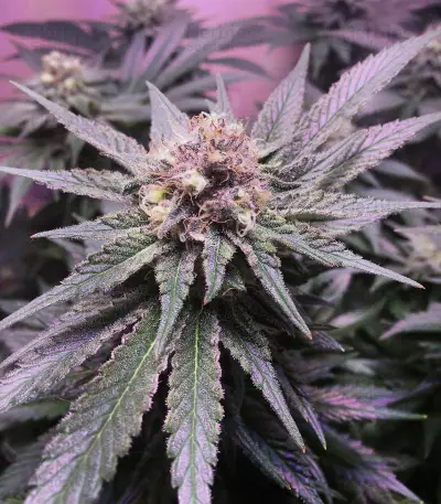 Big Bud XXL (Ministry Of Cannabis)