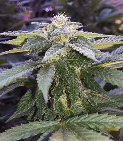 Cheese feminized seeds (Big Buddha Seeds)