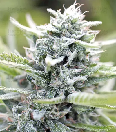 Graines de cannabis Big Freeze (Big Head Seeds)