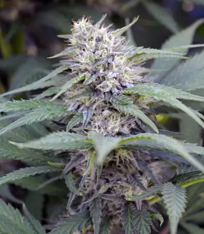 Black Domina 98 x ErdPurt Seeds