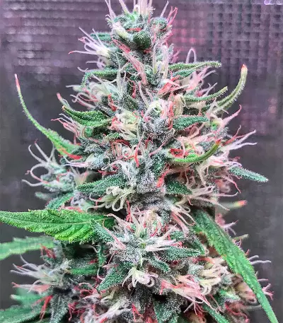 Bruce Banner #3 Seeds (Big Head Seeds)