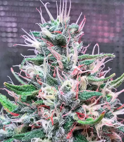 Bruce Banner #3 Seeds (Big Head Seeds)