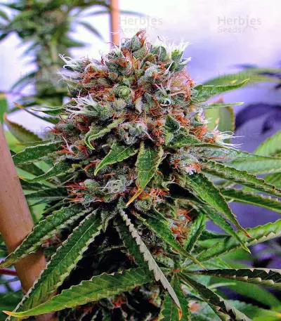 Buddha’s Sister Seeds