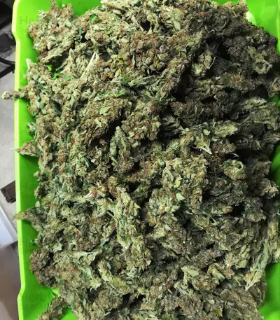 CBD 1:1 Silver Lime Haze Semi femminizzati autofiorenti