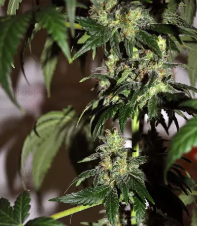 Cheez Wreck (Sagarmatha Seeds)