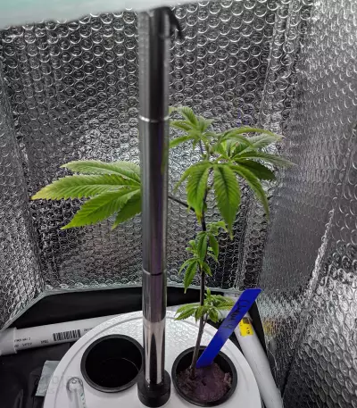 Chemdawg #4 (Big Head Seeds)
