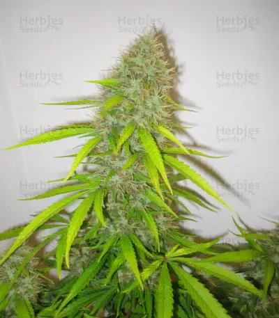 Critical Jack Herer Seeds