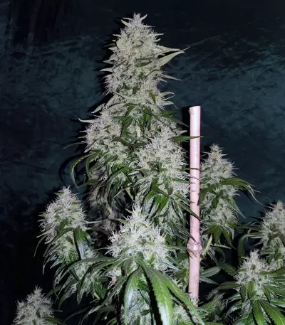 Graines de cannabis Dinamed CBD Plus (Dinafem Seeds)