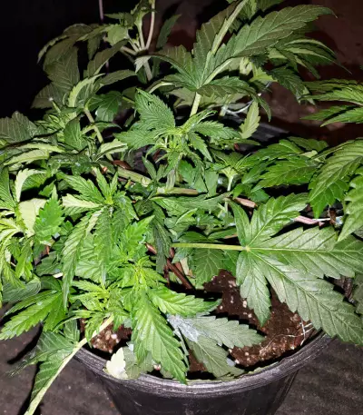 Dogstar Dawg (Big Head Seeds)