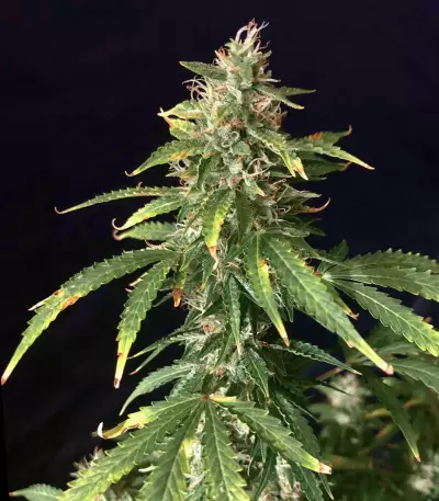 Dreamberry Seeds