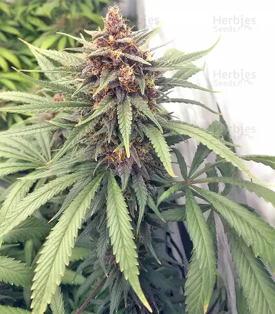 Durban Seeds (CannaBioGen)