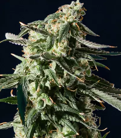 Girl Scout Cookies Auto (BlimBurn Seeds)