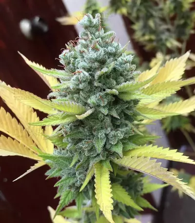 GG#4 Original Glue Seeds (Blimburn Seeds)