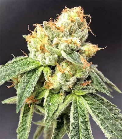 Josh D OG Seeds