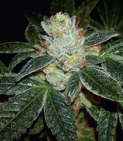 Josh D OG Seeds