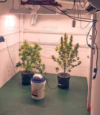 Kripple Roulette (Dr. Krippling Seeds)