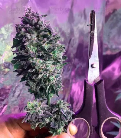 Laughing Buddha feminized seeds