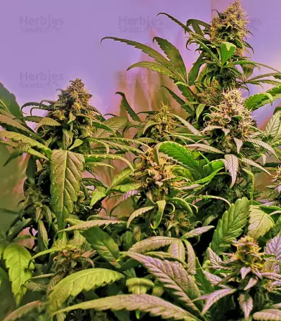 Lemon OG Kush Seeds