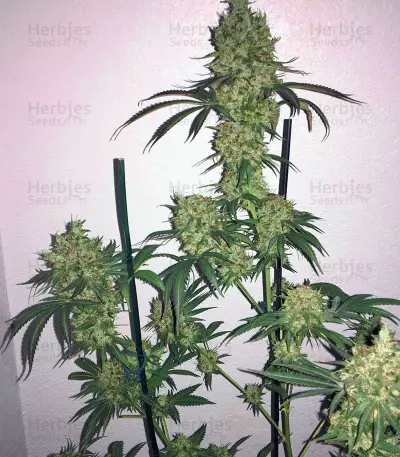 Graines de cannabis Nepal Kush (Flying Dutchmen)